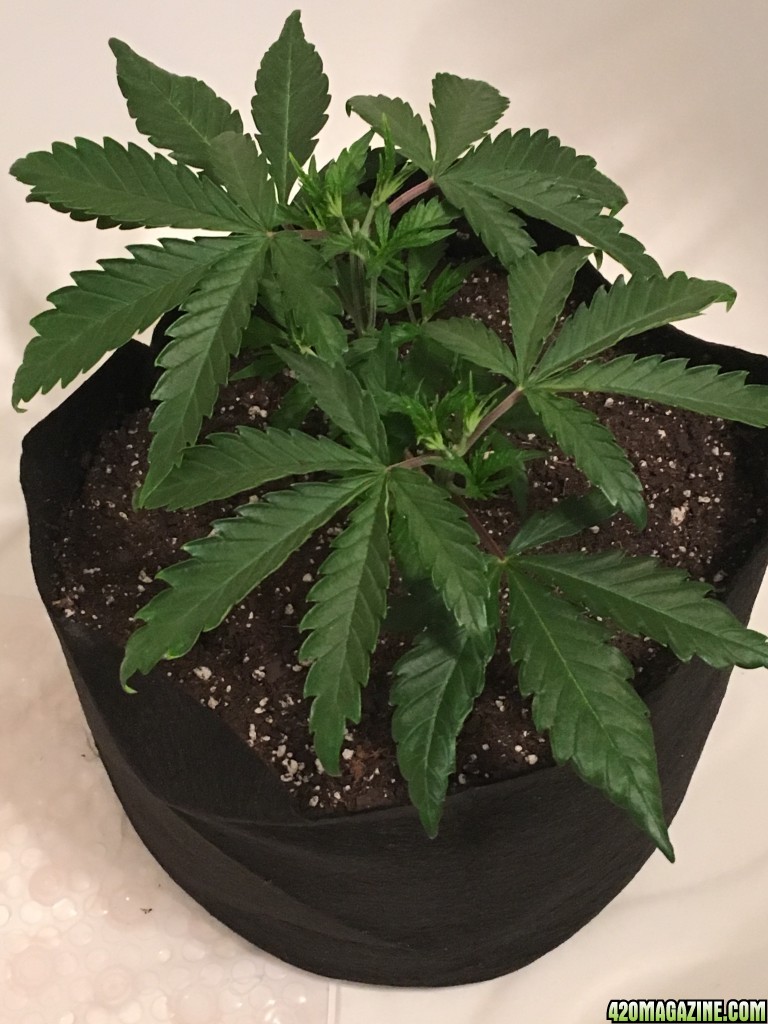 First grow