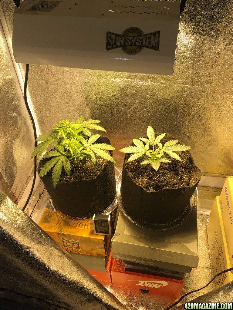 First grow