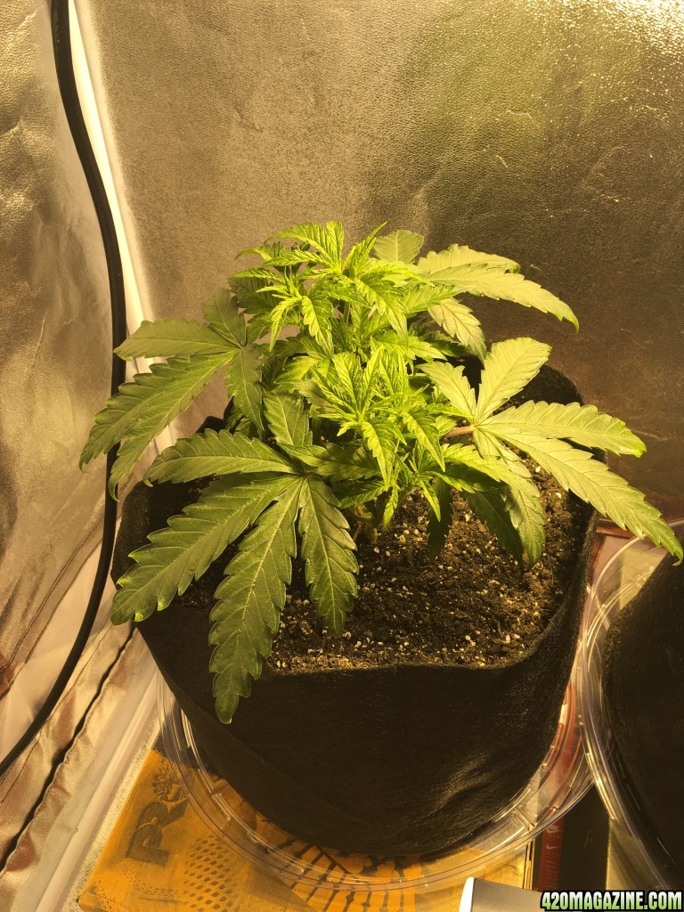 First grow