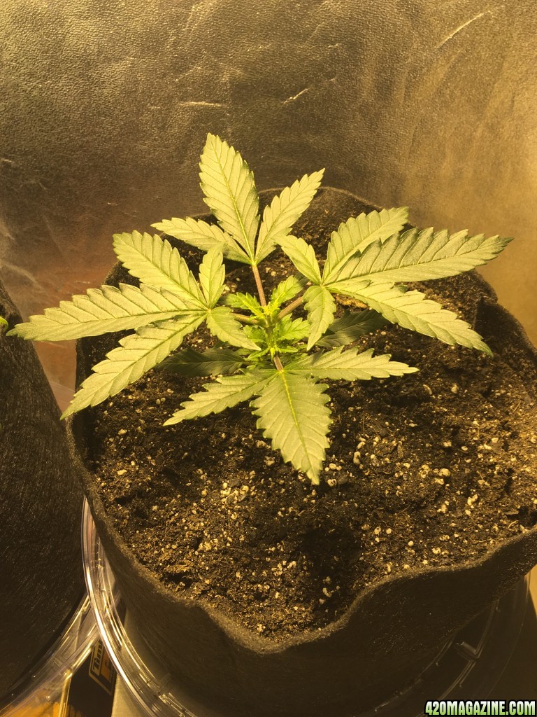 First grow