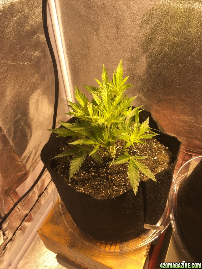 First grow