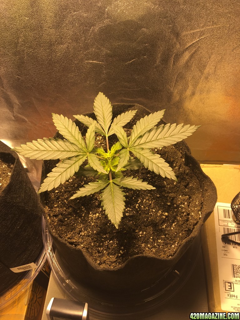 First grow