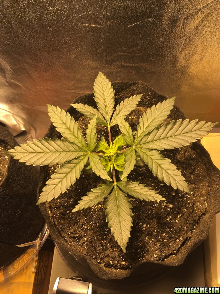 First grow