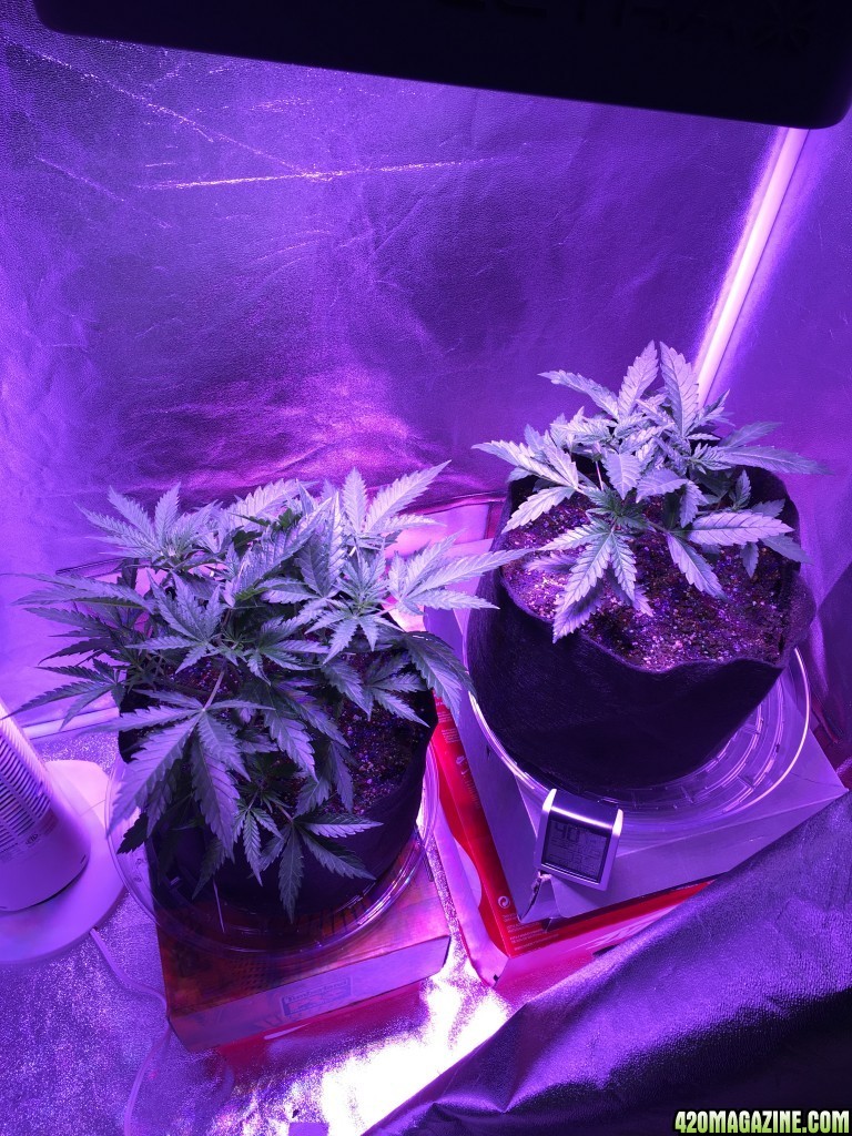 First grow