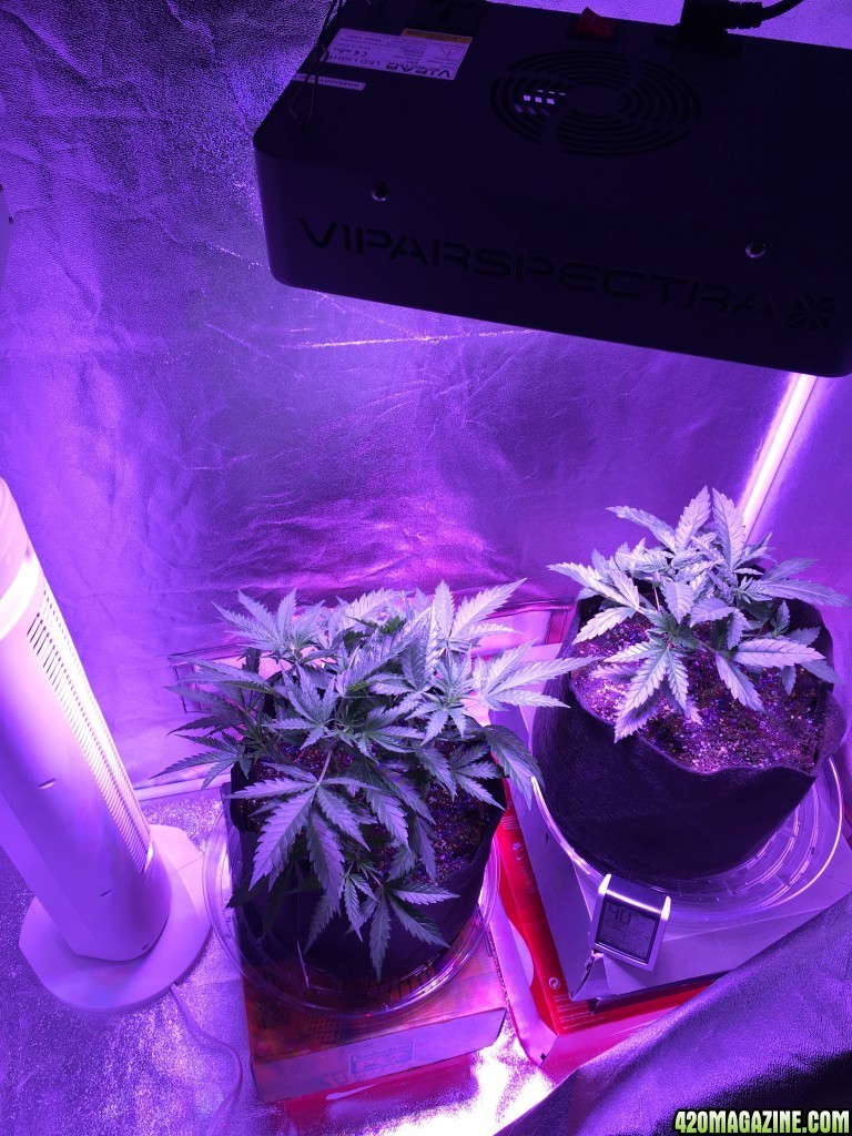 First grow