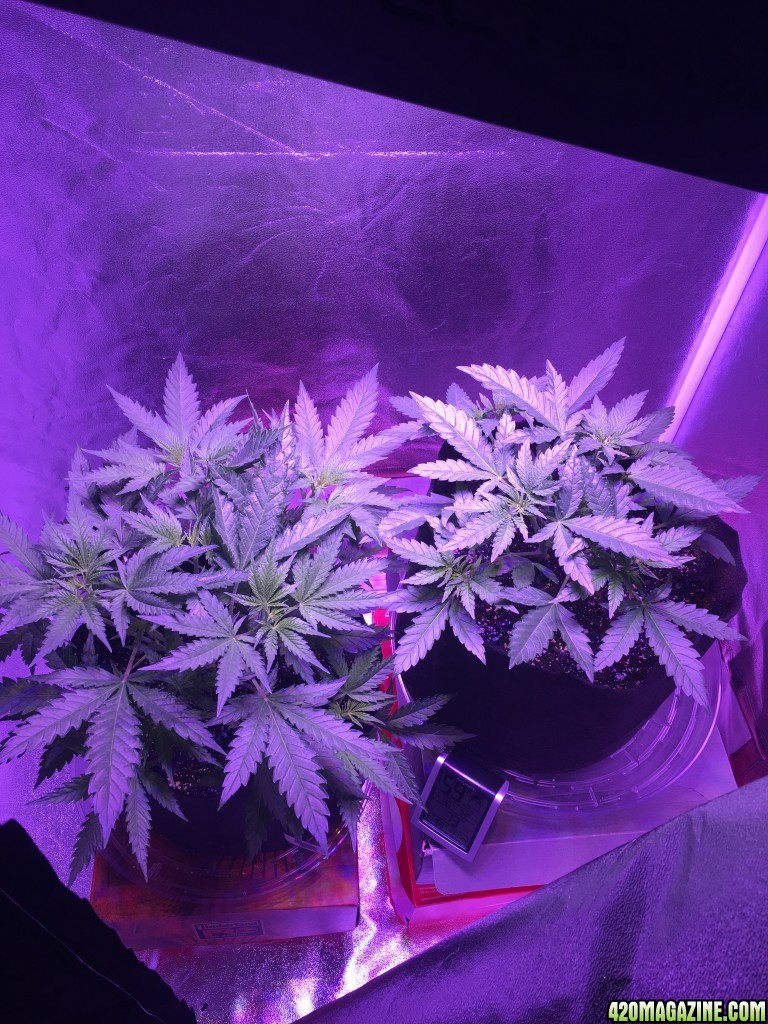 First grow