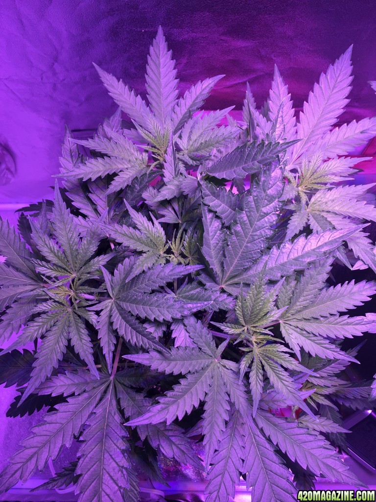 First grow