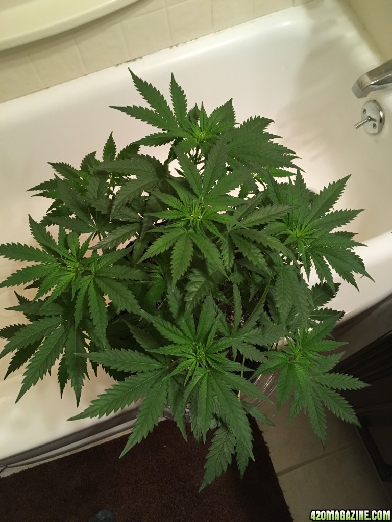 First grow