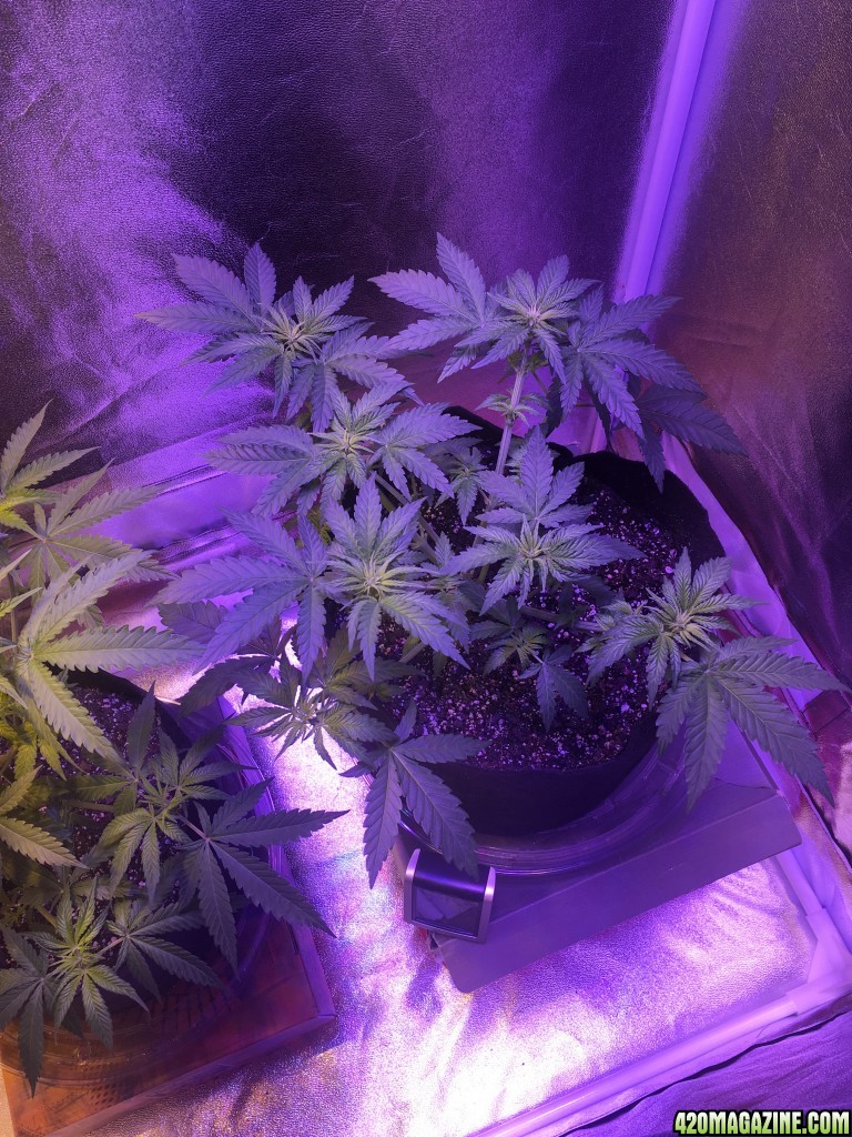 First grow