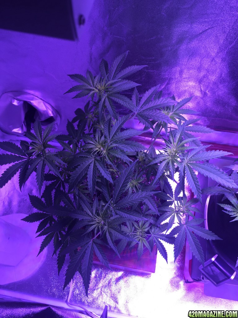 First grow