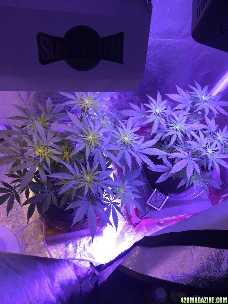 First grow