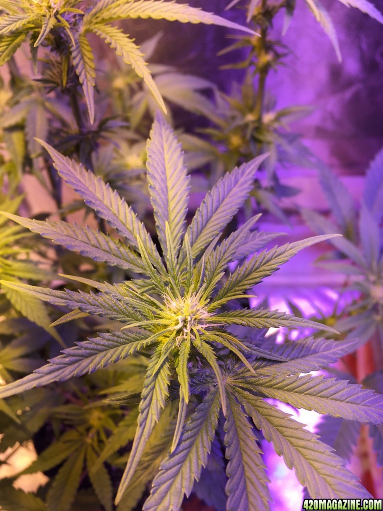 First grow