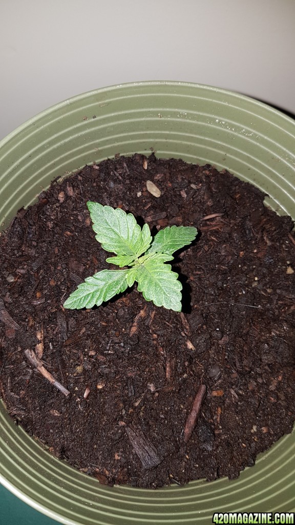 first grow