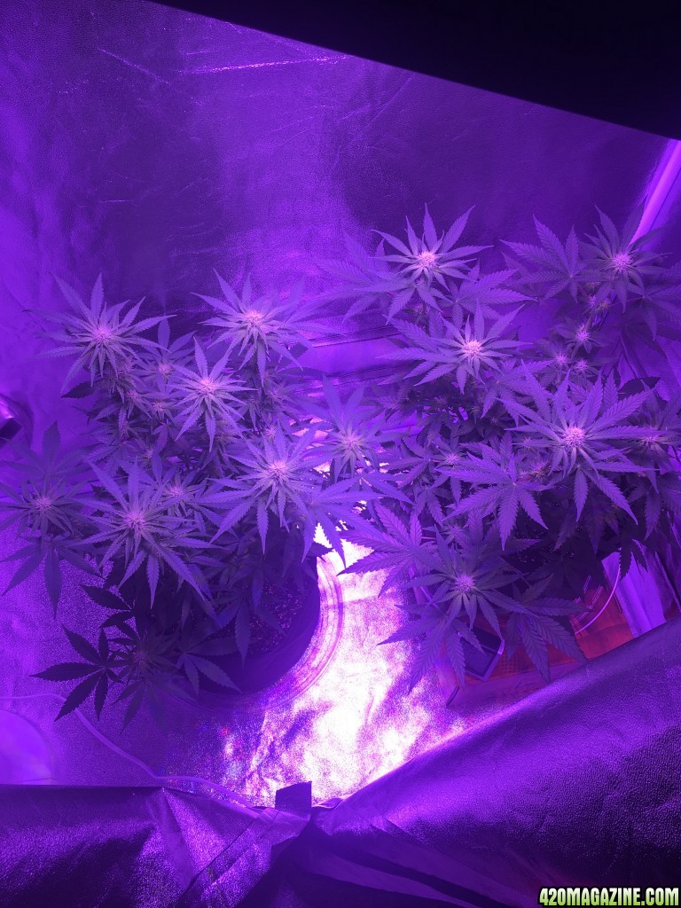 First grow