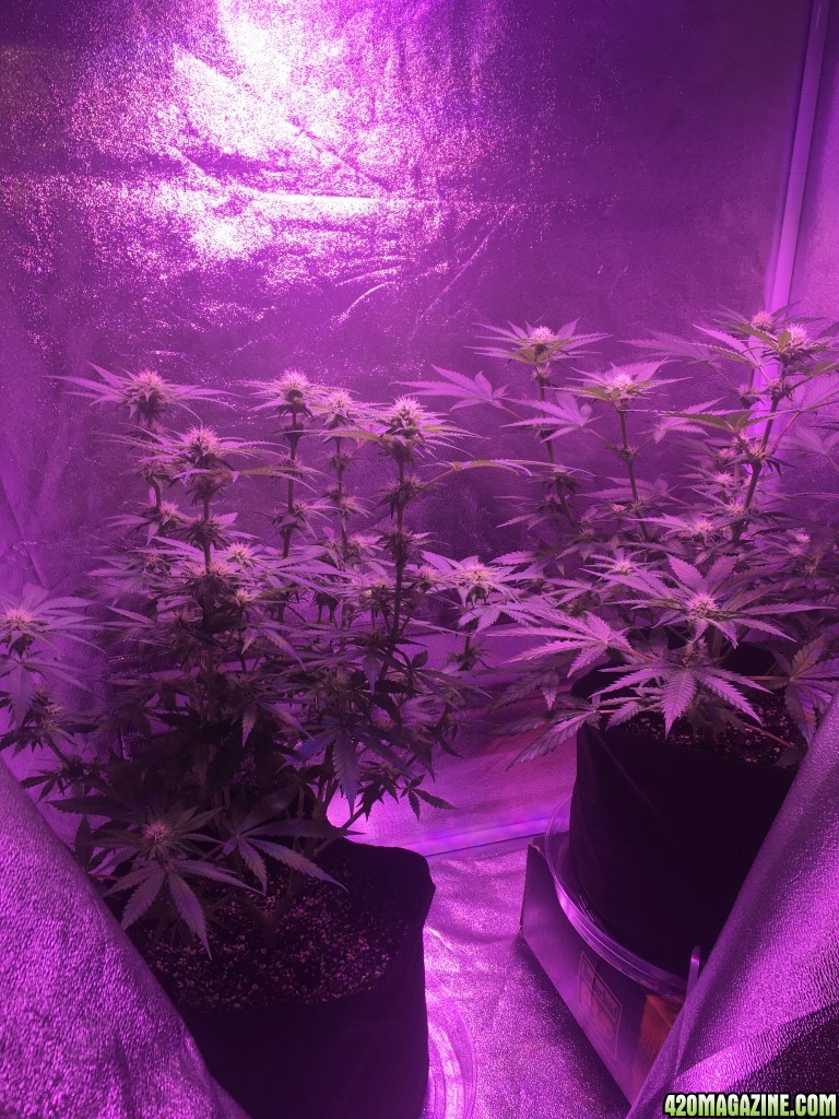 First grow