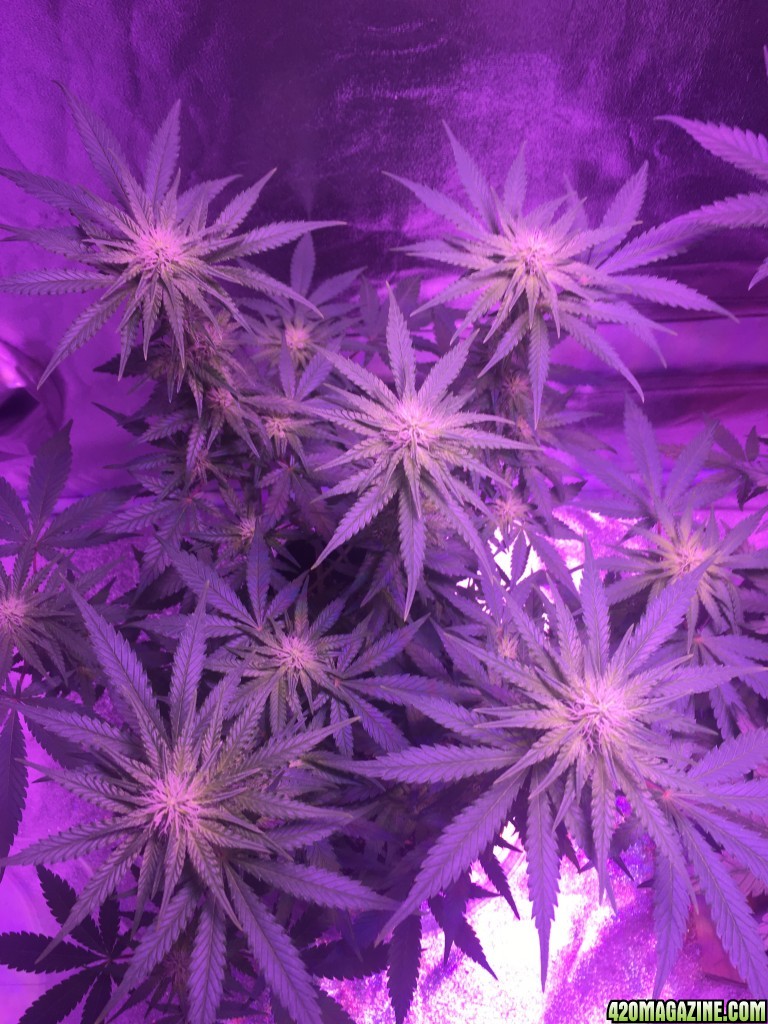 First grow