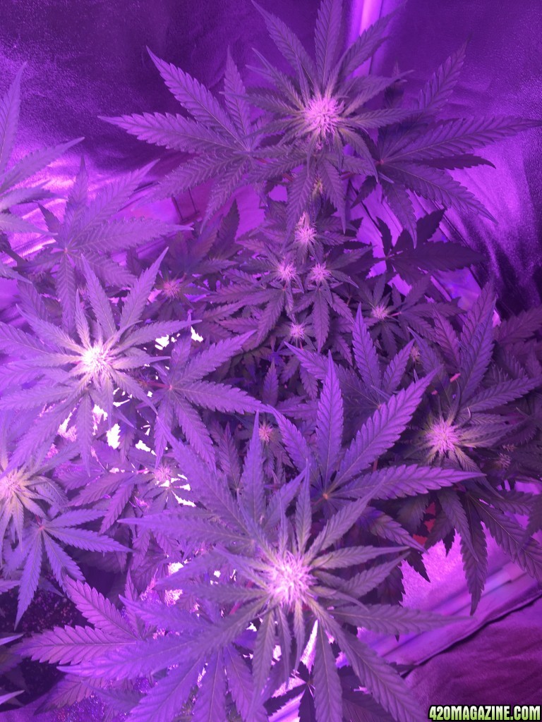 First grow