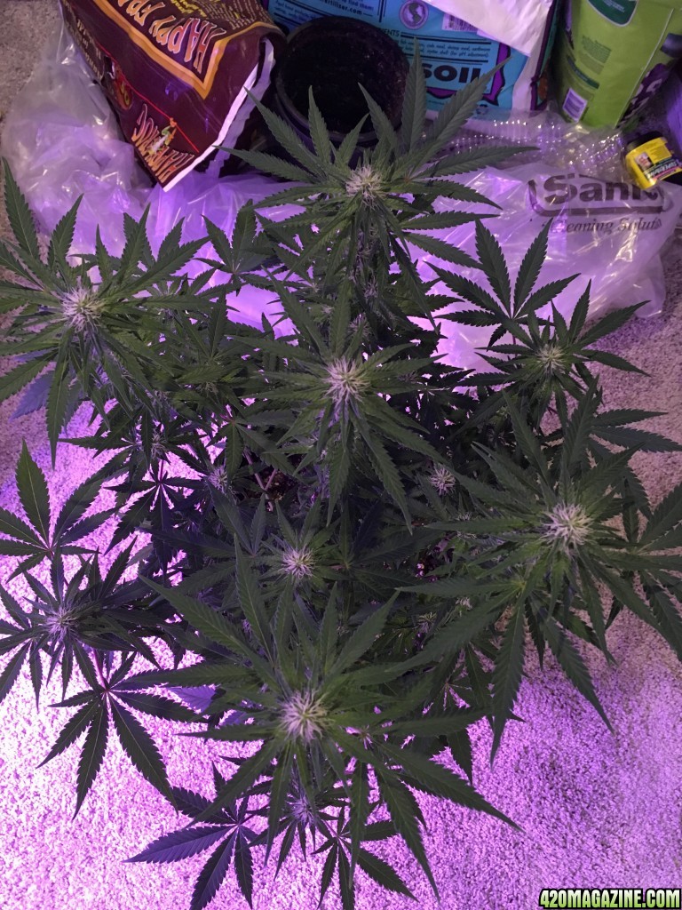 First grow