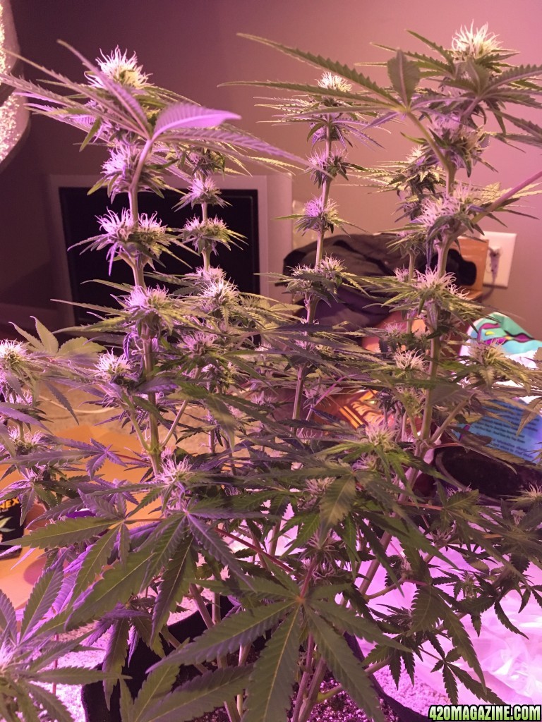 First grow