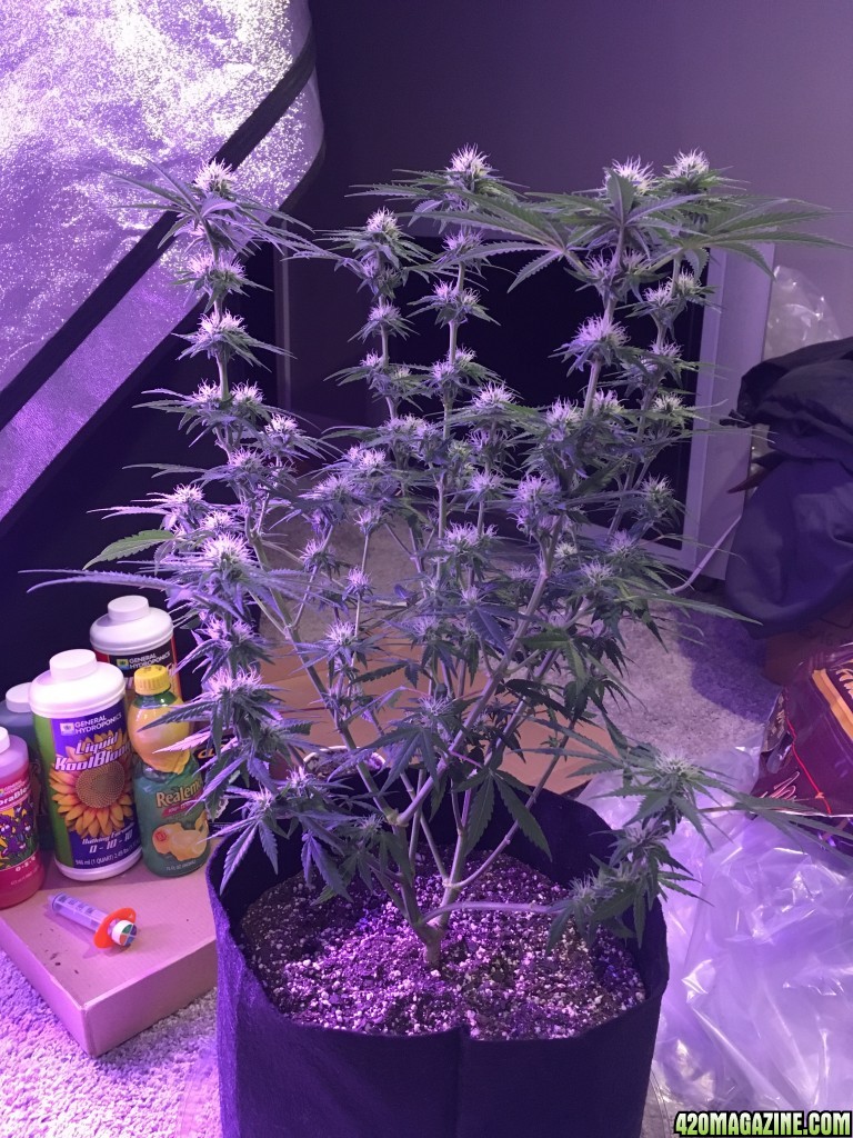 First grow