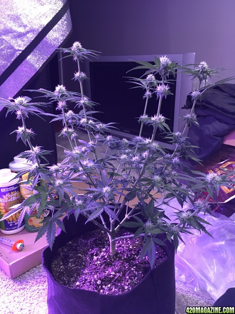 First grow