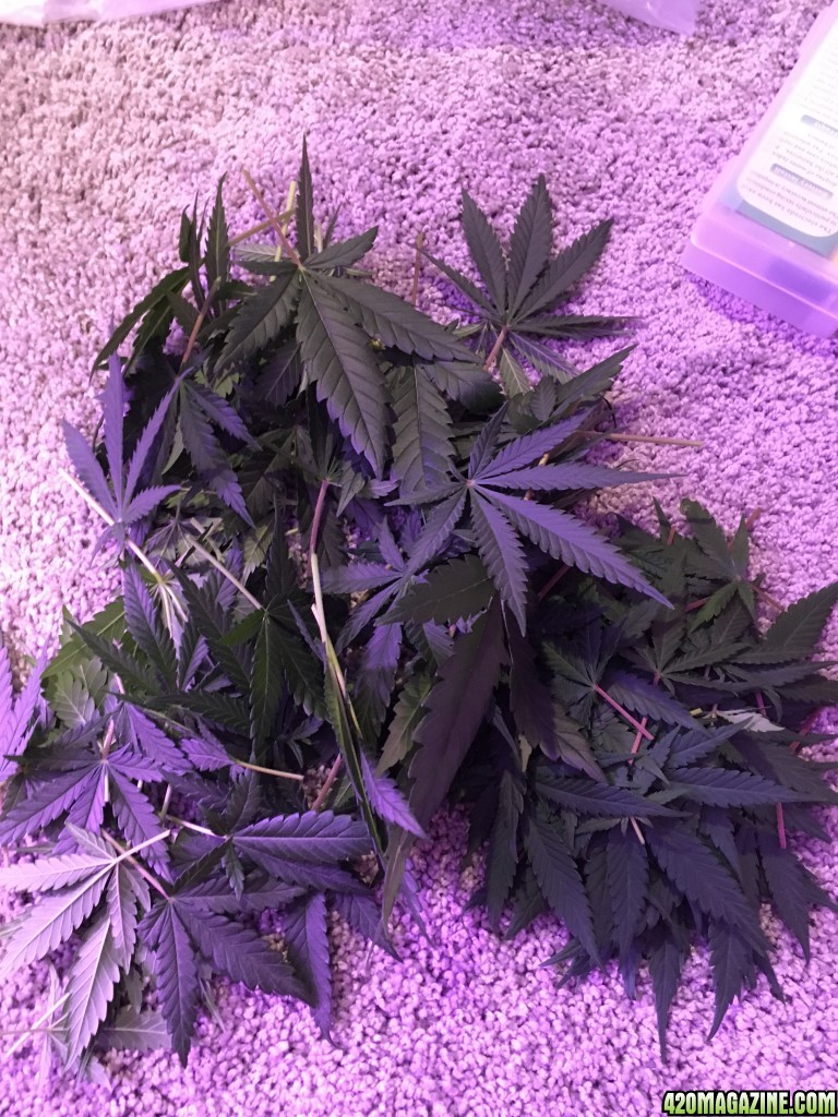 First grow