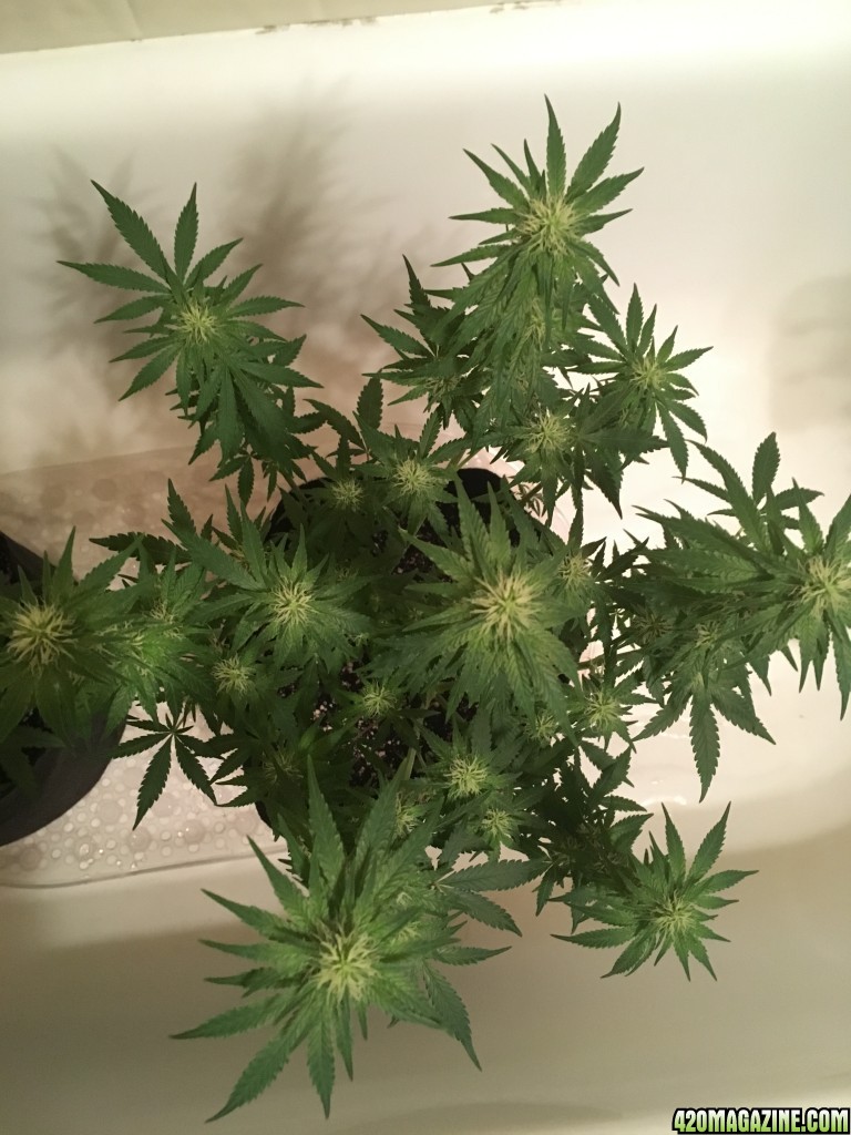 First grow