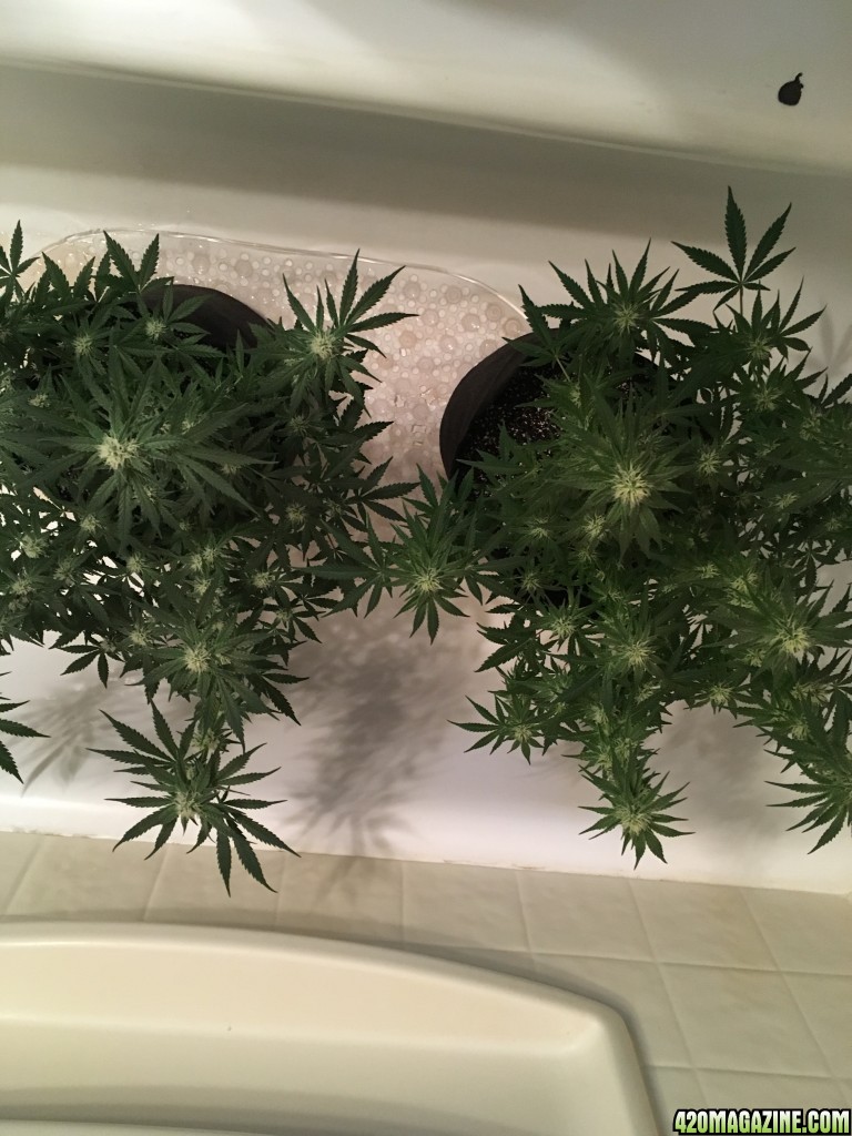 First grow