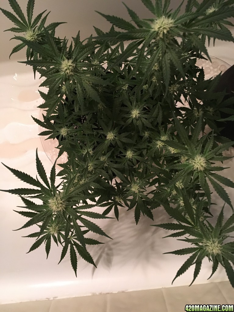 First grow