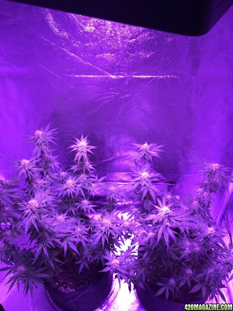 First grow