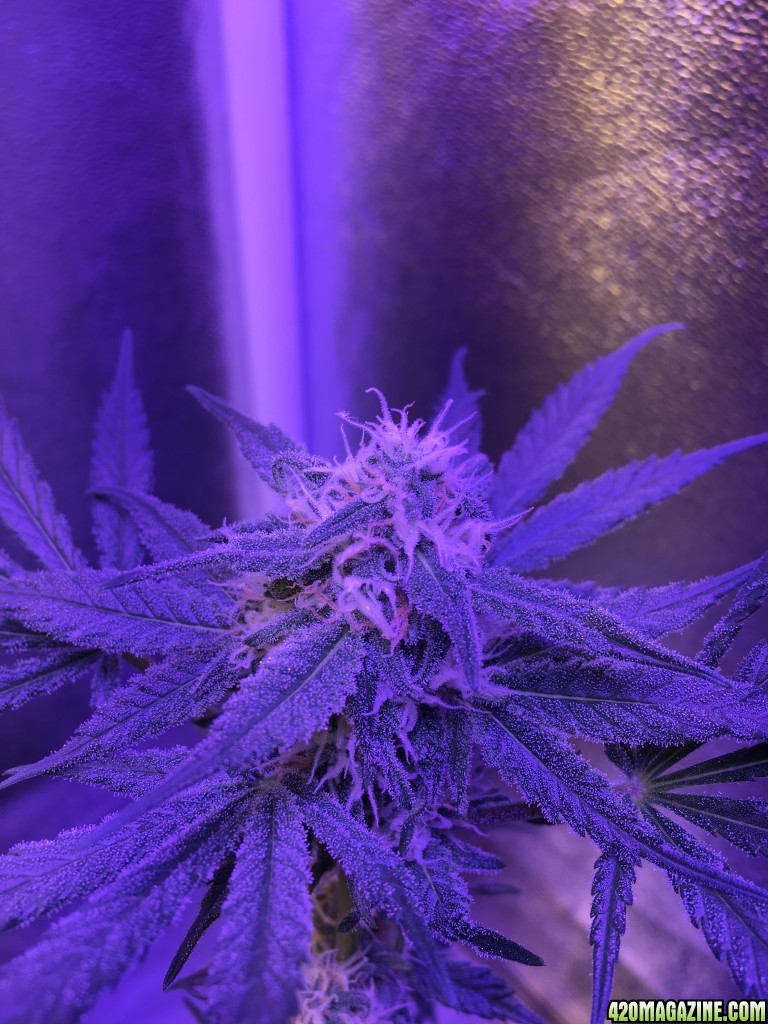 First grow