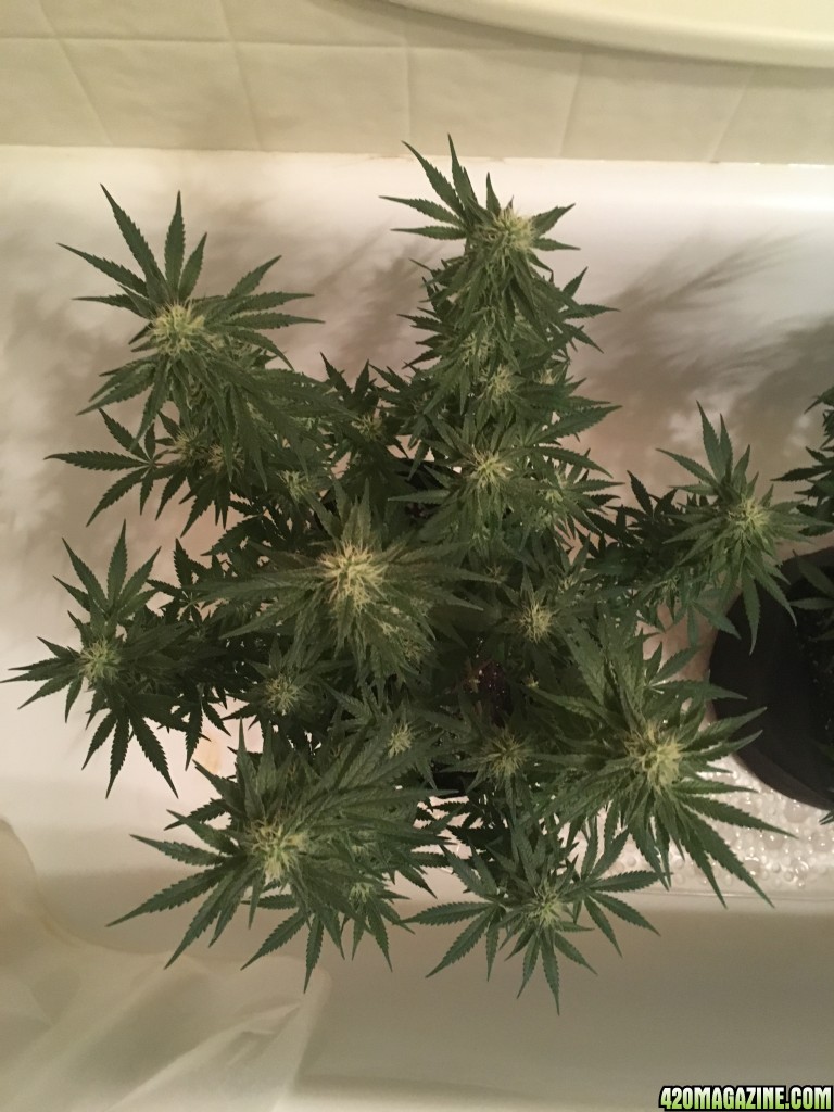 First grow