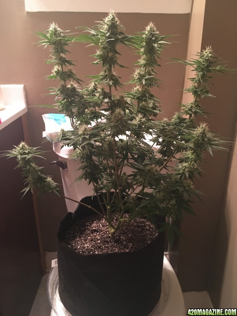 First grow