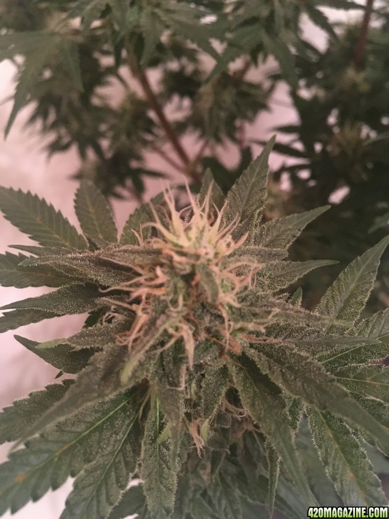 First grow