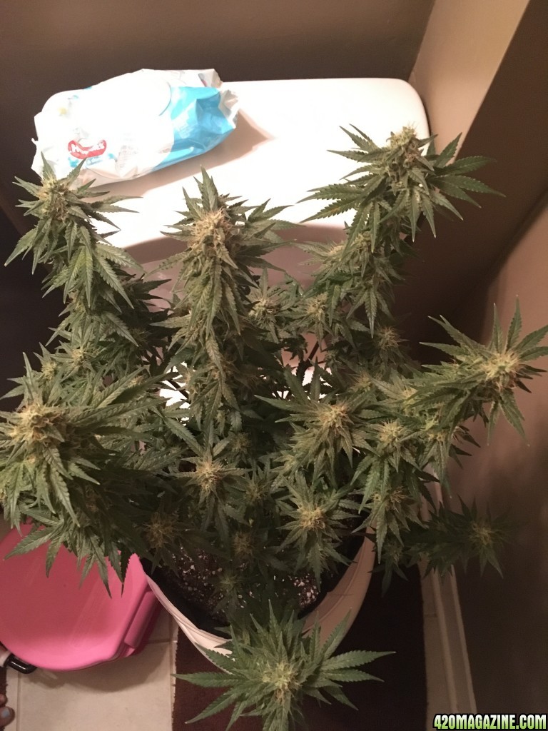 First grow