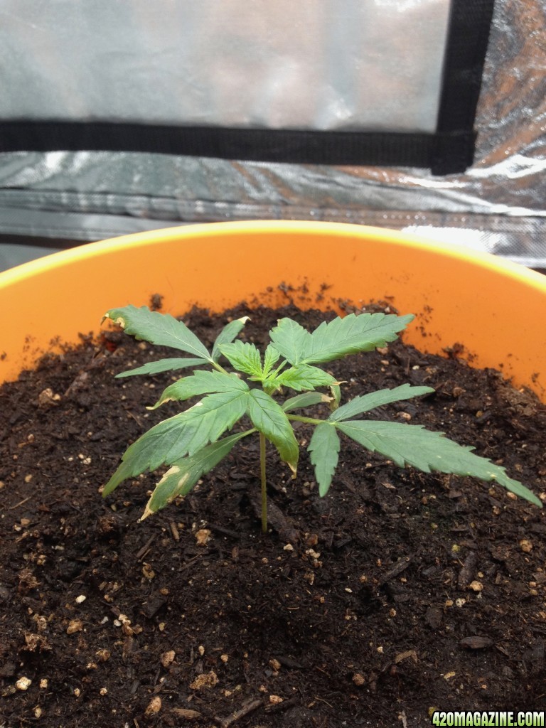 First Grow