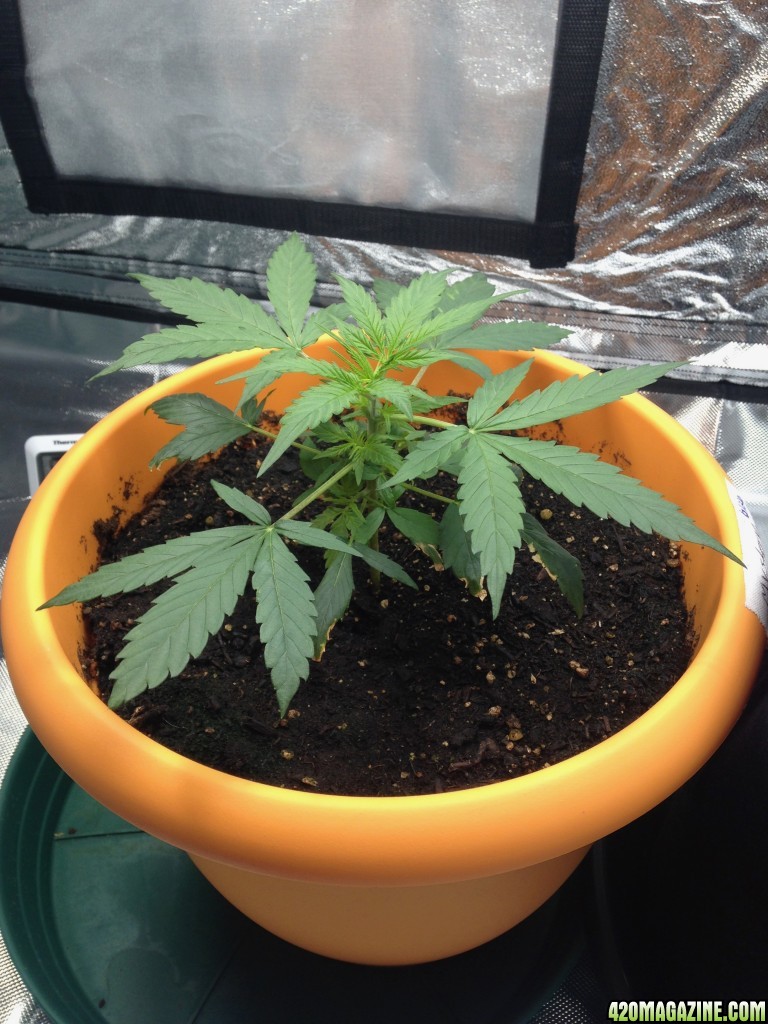 First Grow