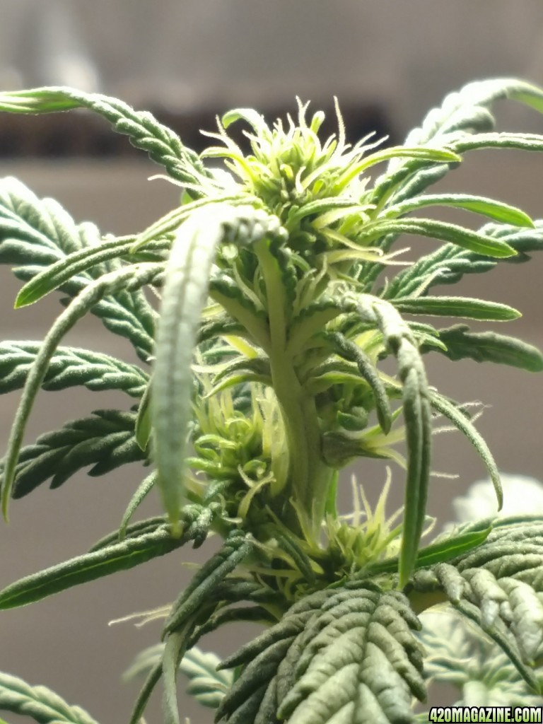 First Grow