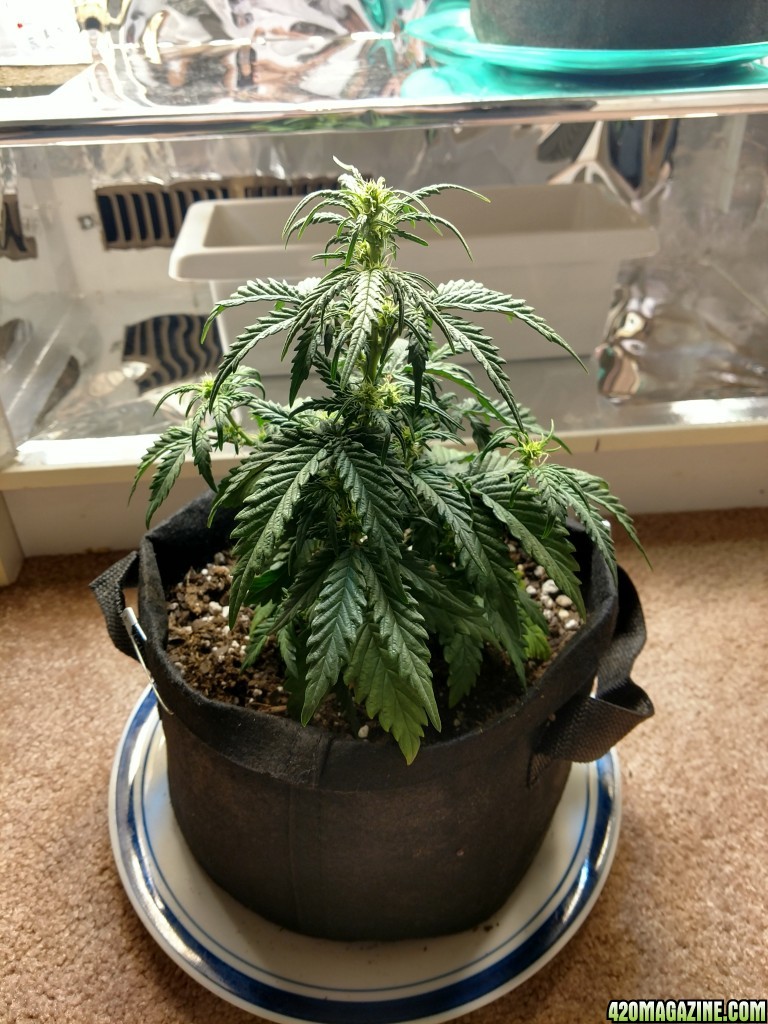 First Grow