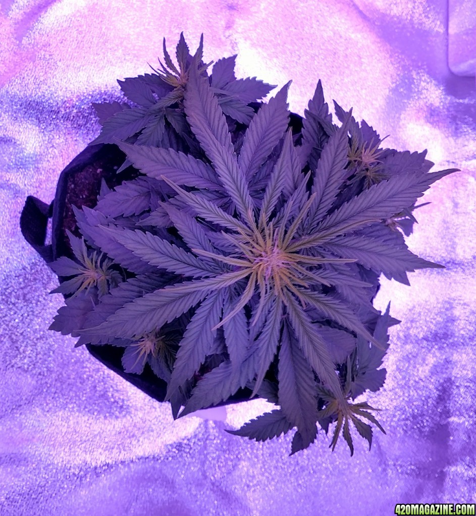 First Grow