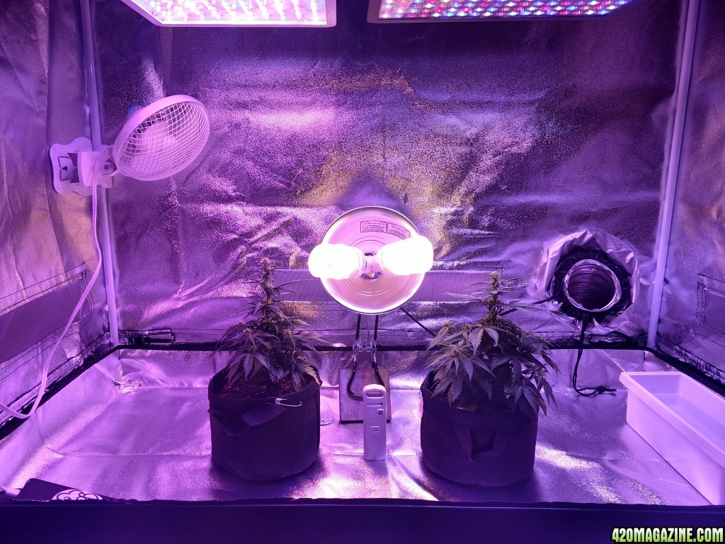 First Grow