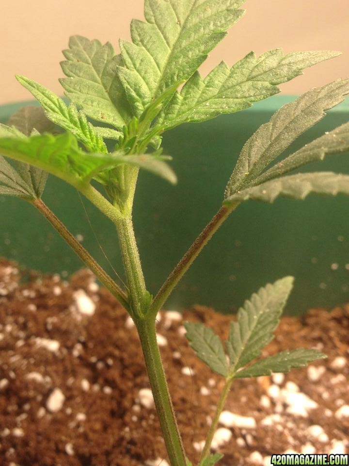 First Grow