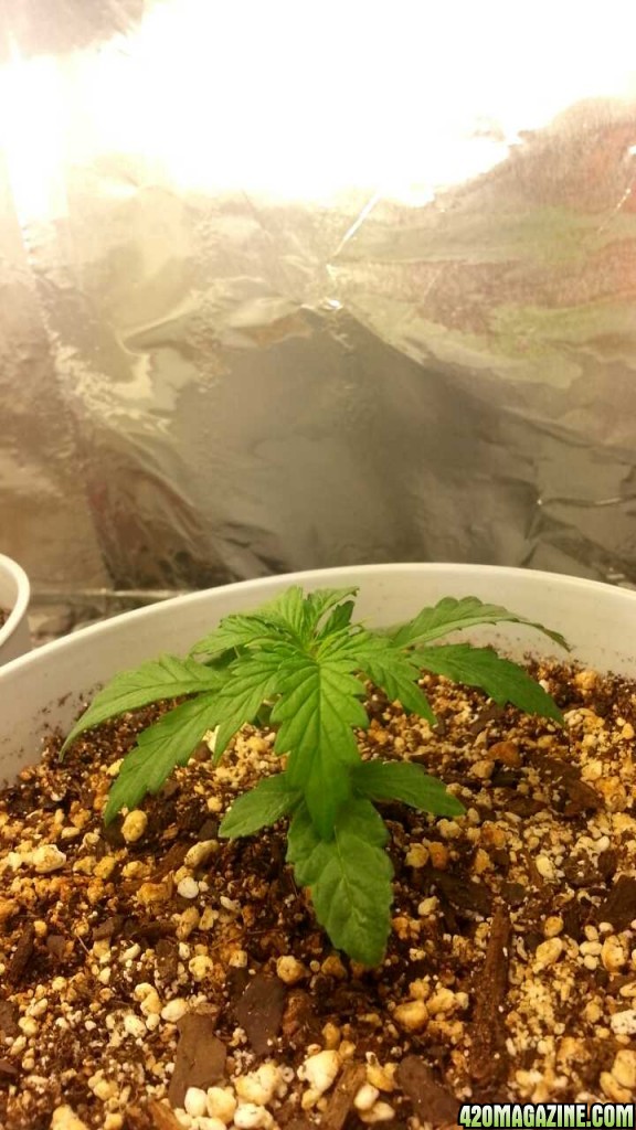 First Grow