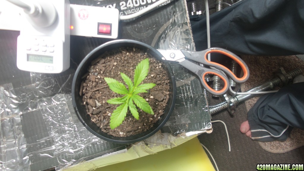 first grow