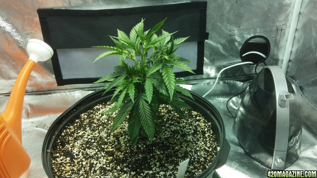 First Grow