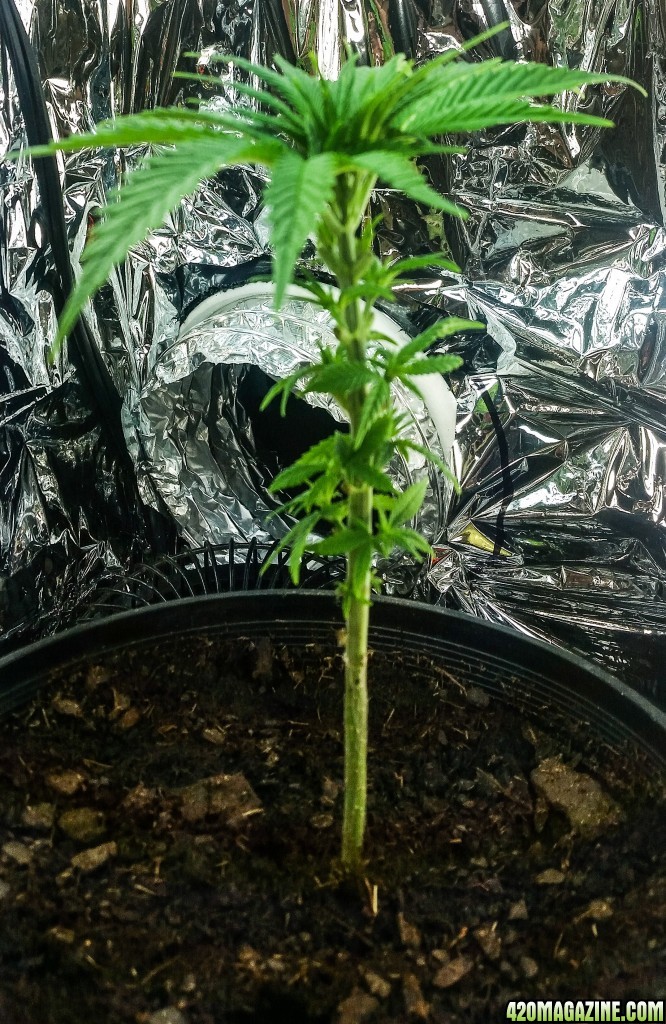 First Grow