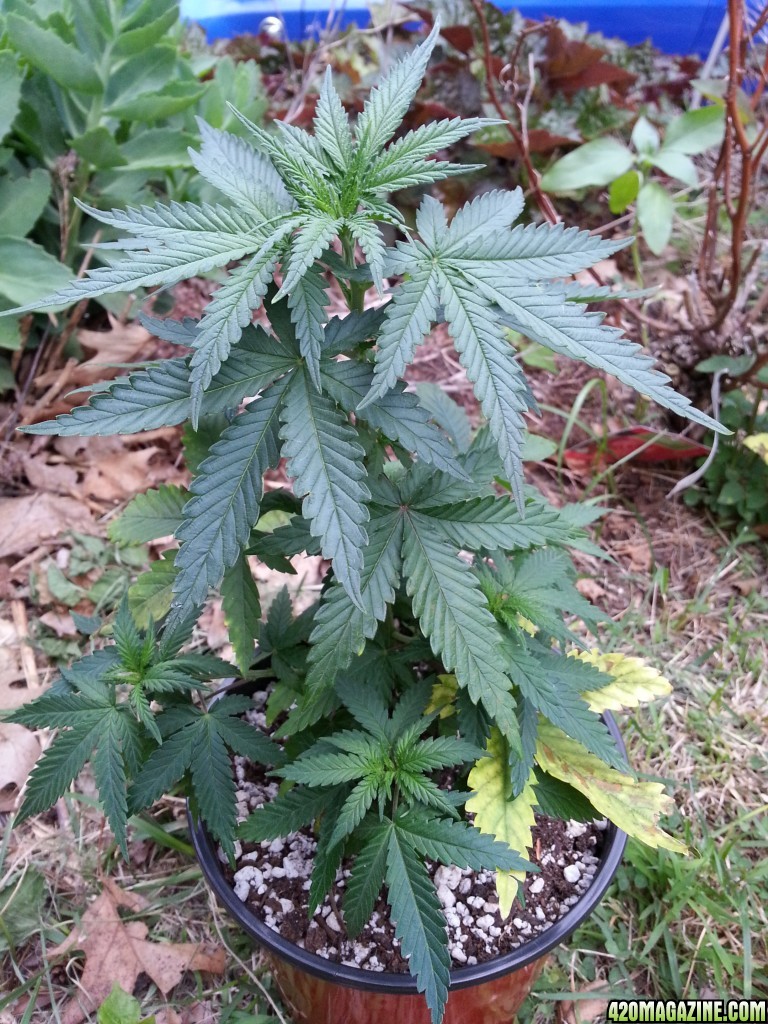 First Grow