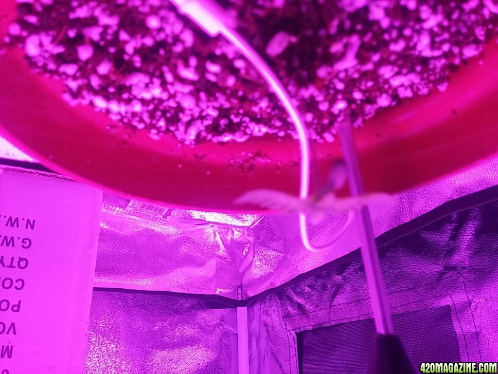 First grow