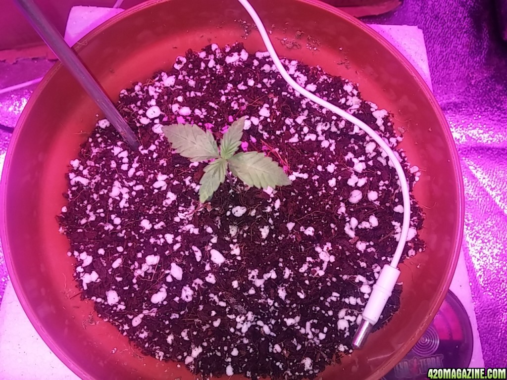 First grow