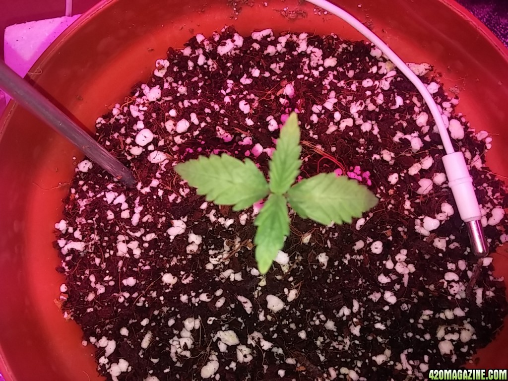 First grow